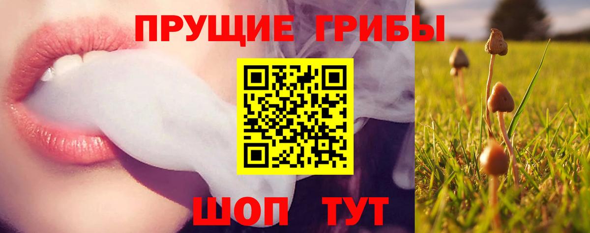 Будённовск  Псилоцибиновые грибы прущие грибы  Вход с VPN 